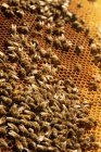 Closeup of honey bees on wax honeycomb with hexagonal cells for apiary and beekeeping concept background — Stock Photo