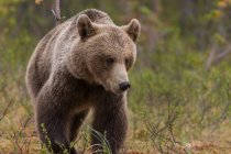 Відстеження знімка дорослого пухнастого ведмедя, що ходить і стоїть на землі в заповіднику вдень — стокове фото