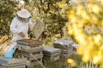 Apicultor irreconhecível em desgaste protetor inspecionando colmeias de madeira enquanto trabalhava com abelhas no dia de verão no apiário — Fotografia de Stock