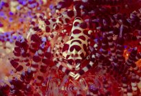 Ganzkörperfarbig gefleckte Coleman-Garnelen sitzen auf Weichkorallen in tiefem Meerwasser — Stockfoto