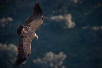 Side view of a vulture flying in the heights with open wings — Stock Photo