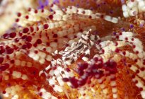 Corpo pieno piccolo granchio marino Zebrida strisciando su una superficie di corallo morbido in alto mare — Foto stock
