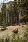Дикие северные олени едят траву возле хвойных лесов Национального парка Банф в Канаде — стоковое фото