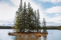 Зеленые хвойные деревья, растущие на островке в середине озера Два Джек против облачно-голубого неба в Альберте, Канада — стоковое фото