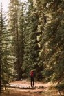 Unbekannter Reisender mit Rucksack wandert an sonnigem Tag in Alberta, Kanada, auf Pfad im Nadelwald in der Nähe der Crescent Falls — Stockfoto
