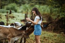Vue latérale d'une jeune adolescente souriante en tenue décontractée caressant de jolis veaux broutant sur un pâturage verdoyant et vallonné tout en passant la journée d'été à la campagne au Costa Rica — Photo de stock
