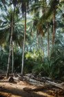 Pintoresco paisaje con altas palmeras verdes y exuberantes arbustos que crecen en la costa tropical de Costa Rica - foto de stock