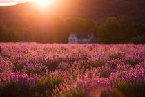 Vista panorâmica do prado florescente com flores de lavanda no campo em terras altas à noite — Fotografia de Stock