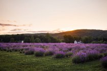 Vue panoramique de prairie fleurie avec des fleurs de lavande à la campagne dans les hauts plateaux en soirée — Photo de stock