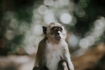 Cute small monkey with gray fur and white chest sitting on stony surface in forest on blurred background in Thailand — Stock Photo