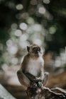 Carino scimmietta con pelliccia grigia e petto bianco seduto sulla superficie sassosa nella foresta su sfondo sfocato in Thailandia — Foto stock