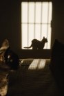 Blick auf Schatten und Licht im Schlafzimmer mit Katze und Fensterschatten — Stockfoto
