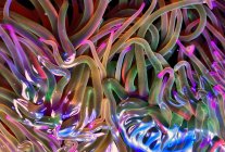 Повнокадровий фон морського анемона з зеленими та фіолетовими щупальцями в глибокому морі — стокове фото