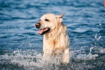 Happy Labrador cão Retriever com pele molhada correndo no mar e salpicando água no dia ensolarado — Fotografia de Stock