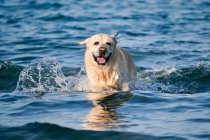 Счастливая собака лабрадора-ретривера с мокрым мехом бегает по морю и брызгает водой в солнечный день — стоковое фото
