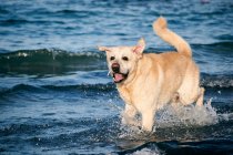 Щасливий лабрадорський собака-ретривер з мокрим хутром біжить у морі і розбризкує воду в сонячний день — стокове фото