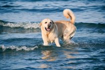 Счастливая собака лабрадора-ретривера с мокрым мехом бегает по морю и брызгает водой в солнечный день — стоковое фото