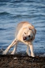 Happy Labrador cão Retriever com pele molhada correndo no mar e salpicando água no dia ensolarado — Fotografia de Stock