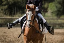 Cortado irreconhecível jóquei feminino equitação castanha cavalo na arena arenosa durante o curativo no clube equino — Fotografia de Stock