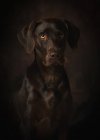 Retrato de hermoso perro moreno braco alemán sobre fondo oscuro - foto de stock