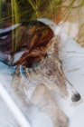 A través del cristal del perro Greyhound que relaja en el cojín suave colocado en el suelo cerca de la ventana en casa - foto de stock