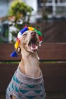 Divertido perro galgo italiano de pie con suéter de lana y sombrero mirando hacia otro lado - foto de stock