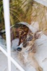 Através de vidro de cão Greyhound relaxante em almofada macia colocada no chão perto da janela em casa — Fotografia de Stock