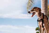 Greyhound dog in harness standing on street against palms trees growing in exotic city in summer — Stock Photo