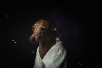Adorable petit chien piccolo italien avec serviette se préparant pour le bain sur fond sombre plein de bulles de savon — Photo de stock