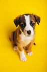 Desde arriba adorable cachorro Border Collie sentado sobre fondo amarillo y mirando a la cámara - foto de stock