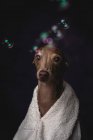 Приємна маленька італійська собака - пікколо з рушником готується до ванни на темному фоні, наповненому мильними бульбашками. — стокове фото