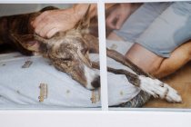 A través de la ventana de la cosecha anónima propietario masculino acariciando perro galgo adorable acostado en el cojín en el suelo con los ojos cerrados - foto de stock