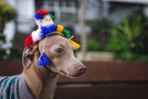 Chien italien drôle Greyhound debout sur un banc en bois avec pull en laine et chapeau regardant loin — Photo de stock