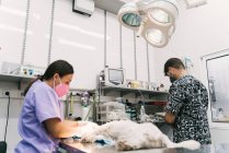 Vétérinaire masculin qualifié concentré effectuant une chirurgie pour chien sur la table d'opération tout en travaillant avec l'assistant à l'hôpital vétérinaire — Photo de stock