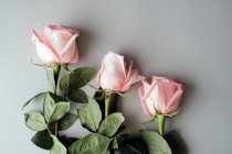 From above pink roses with green leaves lying on table — Stock Photo