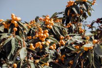 De abaixo de Eriobotrya japonica árvore com frutos de laranja maduros que crescem no fundo do céu azul no jardim tropical no verão — Fotografia de Stock