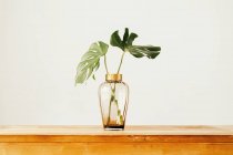 Folhas verdes frescas de planta tropical em vaso de vidro colocadas na mesa de madeira contra a parede branca — Fotografia de Stock