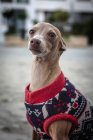 Cão Greyhound italiano engraçado brincando no parque. Com suéter de lã e chapéu — Fotografia de Stock