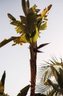 De abaixo da palmeira com folhas verdes que crescem no jardim tropical no fundo do céu de pôr-do-sol no verão — Fotografia de Stock