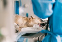 Hund unter Narkose mit Schlauch im Mund liegt bei Operation in Tierklinik auf Operationstisch — Stockfoto
