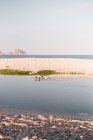 Patos flotando en agua limpia de estanque cerca del mar al atardecer en verano - foto de stock
