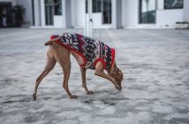 Cane levriero italiano in piedi con maglione di lana distogliendo lo sguardo — Foto stock