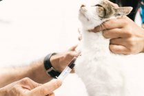 Crop anonymous vet doctor with syringe taking blood sample from cat during examination in veterinary clinic — Stock Photo