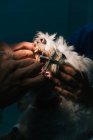 Анонімний ветеринарний лікар обробляє зуби білої пухнастої собаки металевим кляпом у відкритому роті — стокове фото