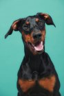 Beautiful doberman over blue background and looking at camera — Stock Photo