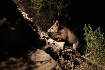 Приятный щенок лисы в одиночестве в лесу — стоковое фото