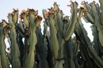 Dal basso di Euphorbia candelabro verde con frutti che crescono su sfondo di cielo azzurro — Foto stock