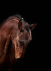 Seitenansicht der Schnauze des Kastanienpferdes mit kreativer Mähne auf dunklem Hintergrund im Pferdeclub — Stockfoto