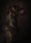 Retrato de belo alemão braco cão marrom sobre fundo escuro — Fotografia de Stock
