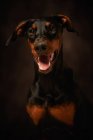 Schöner Dobermann blickt über dunklen Hintergrund hinweg — Stockfoto
